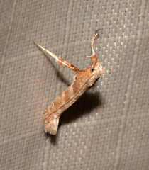 Gracillariinae