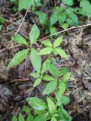 Codonopsis lanceolata