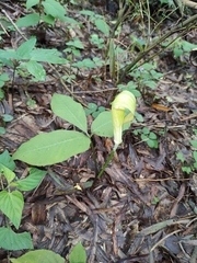 Arisaema bockii