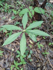 Arisaema erubescens