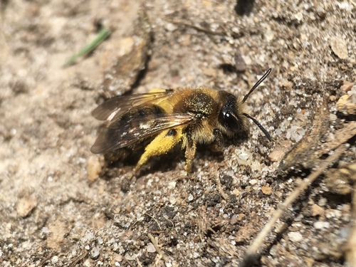 Groove-faced Mining Bee