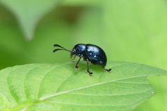 Platycorynus peregrinus