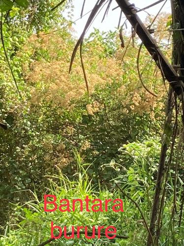 star-flowered vernonia