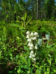 Zenobia pulverulenta