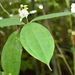 Conostegia tenuifolia - Photo (c) James Ojascastro, some rights reserved (CC BY-NC-SA), uploaded by James Ojascastro