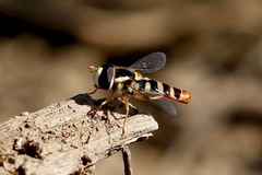 Ischiodon aegyptius