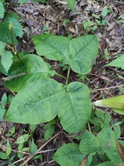 Arisaema bockii