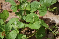 Puccinia violae