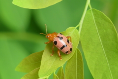 Podontia affinis