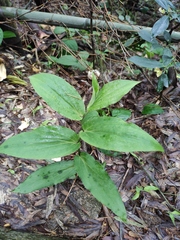Tricyrtis macropoda