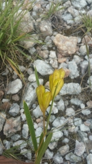 Dioscorea hexagona