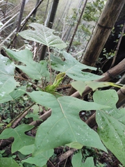 Liriodendron chinense