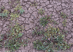 Phacelia monoensis