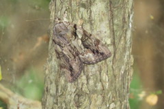 Catocala agrippina