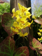 Epimedium × perralchicum