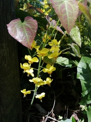 Epimedium × perralchicum