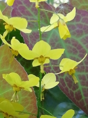 Epimedium × perralchicum