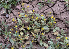 Phacelia monoensis
