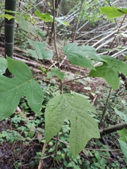 Liriodendron chinense