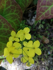 Epimedium × perralchicum