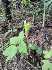 Arisaema bockii