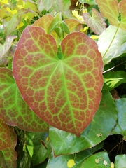 Epimedium × perralchicum