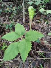 Arisaema bockii