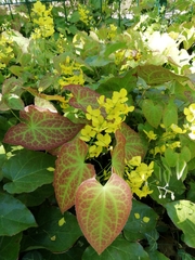 Epimedium × perralchicum