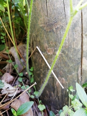 Epimedium × perralchicum