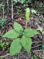 Arisaema bockii
