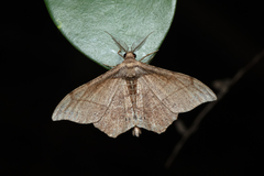 Hyposidra infixaria