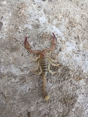 Euscorpius