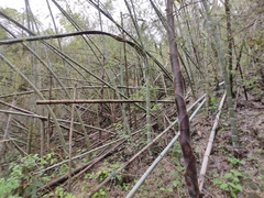 Phyllostachys edulis