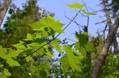 Acer glabrum douglasii