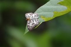 Abraximorpha davidii