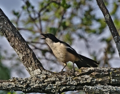 Laniarius ferrugineus