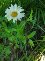 Astranthium integrifolium