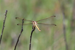 Libellula flavida