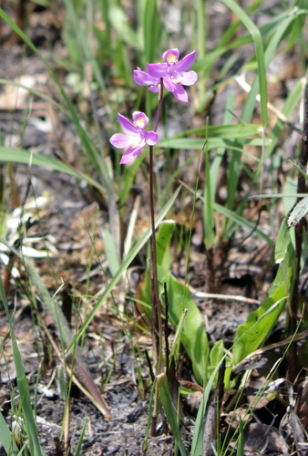 Image of Calopogon multiflorus by (c) Kim, some rights reserved (CC BY)