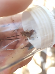 Euscorpius tergestinus