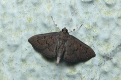 Omiodes tristrialis