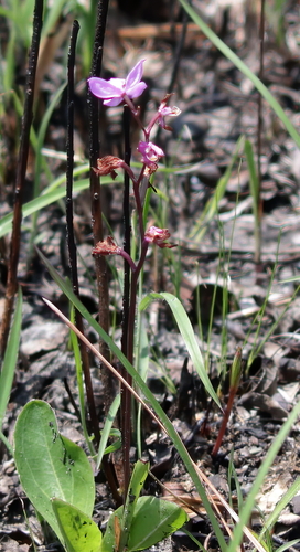 Image of Calopogon multiflorus by (c) Kim, some rights reserved (CC BY)
