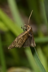 Clepsis senecionana