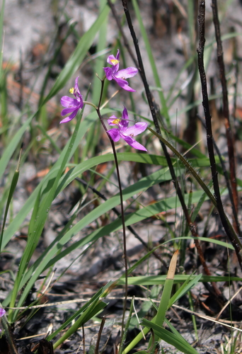 Image of Calopogon multiflorus by (c) Kim, some rights reserved (CC BY)