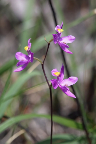 Image of Calopogon multiflorus by (c) Kim, some rights reserved (CC BY)