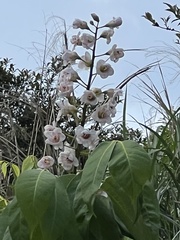 Bretschneidera sinensis