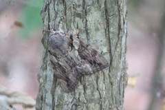 Catocala agrippina