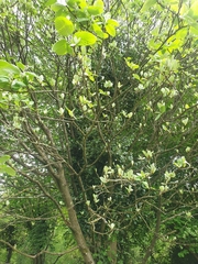 Karpatiosorbus bristoliensis