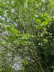 Karpatiosorbus bristoliensis