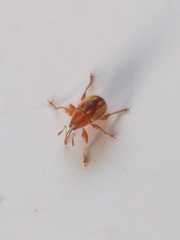 Nanophyinae